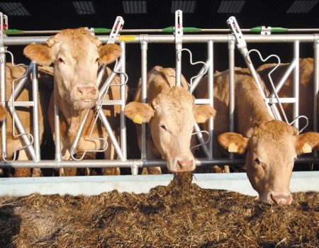 DSC00941_-_3_positions_-_muret